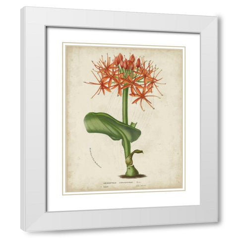 Tropical Array V White Modern Wood Framed Art Print with Double Matting by Van Houtteano, Horto
