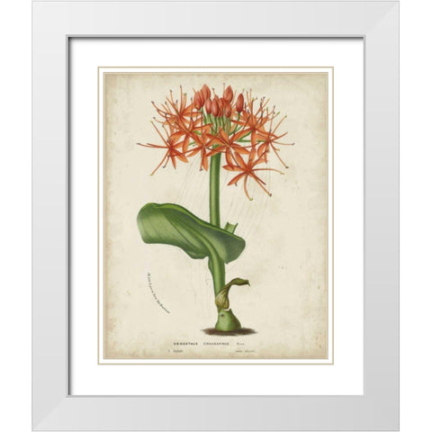 Tropical Array V White Modern Wood Framed Art Print with Double Matting by Van Houtteano, Horto
