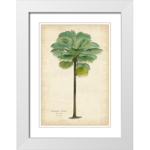 Palm of the Tropics II White Modern Wood Framed Art Print with Double Matting by Van Houtteano, Horto