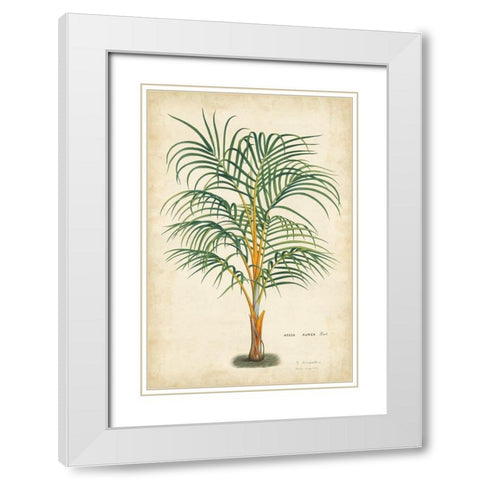Palm of the Tropics III White Modern Wood Framed Art Print with Double Matting by Van Houtteano, Horto