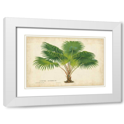 Palm of the Tropics V White Modern Wood Framed Art Print with Double Matting by Van Houtteano, Horto
