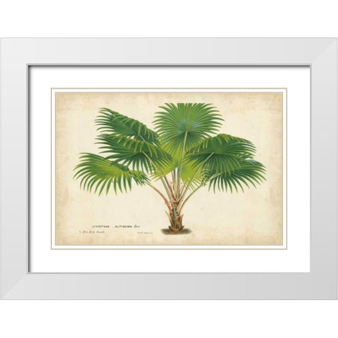 Palm of the Tropics V White Modern Wood Framed Art Print with Double Matting by Van Houtteano, Horto