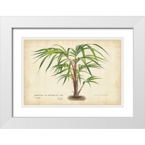 Palm of the Tropics VI White Modern Wood Framed Art Print with Double Matting by Van Houtteano, Horto