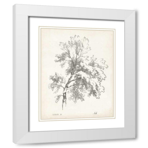 Ash Tree Study White Modern Wood Framed Art Print with Double Matting by Unknown