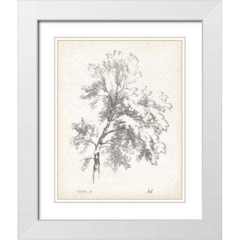 Ash Tree Study White Modern Wood Framed Art Print with Double Matting by Unknown