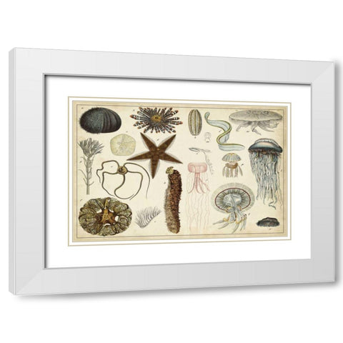 Antique Sealife Chart White Modern Wood Framed Art Print with Double Matting by Vision Studio