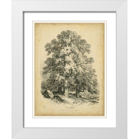 The Sycamore White Modern Wood Framed Art Print with Double Matting by Barnard, George