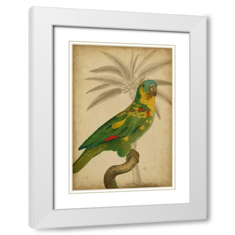 Parrot and Palm II White Modern Wood Framed Art Print with Double Matting by Vision Studio