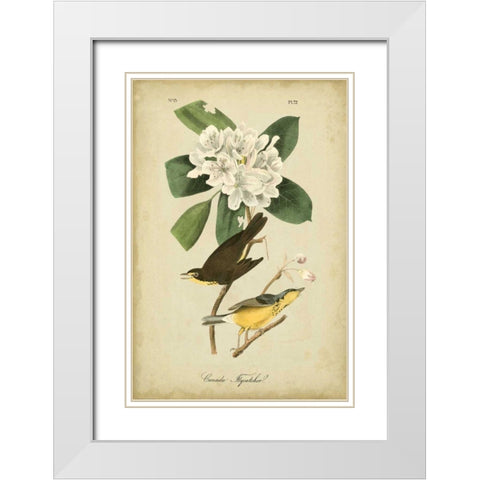 Audubon Canada Flycatcher White Modern Wood Framed Art Print with Double Matting by Audubon, John James