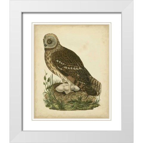 Antique Nozeman Owl I White Modern Wood Framed Art Print with Double Matting by Nozeman