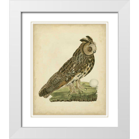 Antique Nozeman Owl III White Modern Wood Framed Art Print with Double Matting by Nozeman