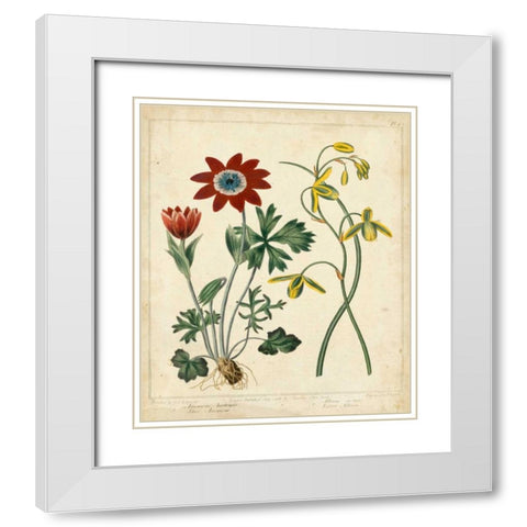 Garden Display II White Modern Wood Framed Art Print with Double Matting by Edwards, Sydenham