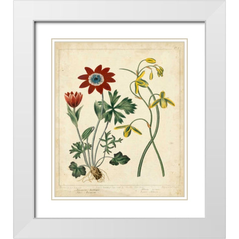 Garden Display II White Modern Wood Framed Art Print with Double Matting by Edwards, Sydenham