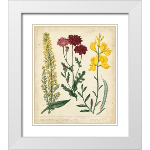 Garden Display III White Modern Wood Framed Art Print with Double Matting by Edwards, Sydenham