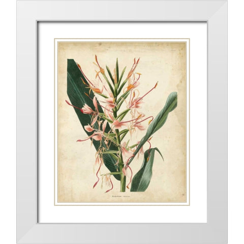 Tropical Delight III White Modern Wood Framed Art Print with Double Matting by Edmonston-Douglas
