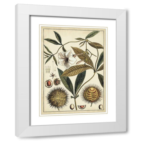 Ivory Botanical Study II White Modern Wood Framed Art Print with Double Matting by Vision Studio