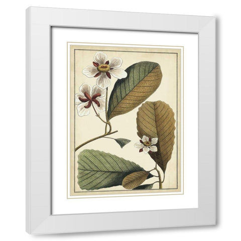 Ivory Botanical Study III White Modern Wood Framed Art Print with Double Matting by Vision Studio