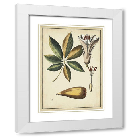 Ivory Botanical Study IV White Modern Wood Framed Art Print with Double Matting by Vision Studio