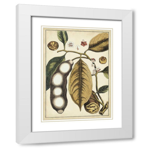 Ivory Botanical Study V White Modern Wood Framed Art Print with Double Matting by Vision Studio