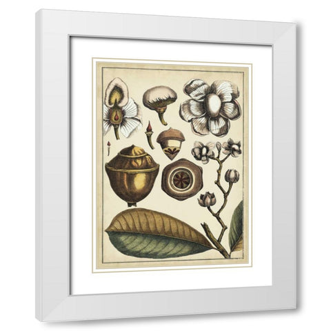 Ivory Botanical Study VI White Modern Wood Framed Art Print with Double Matting by Vision Studio