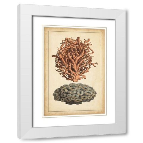 Coral Companion III White Modern Wood Framed Art Print with Double Matting by Vision Studio
