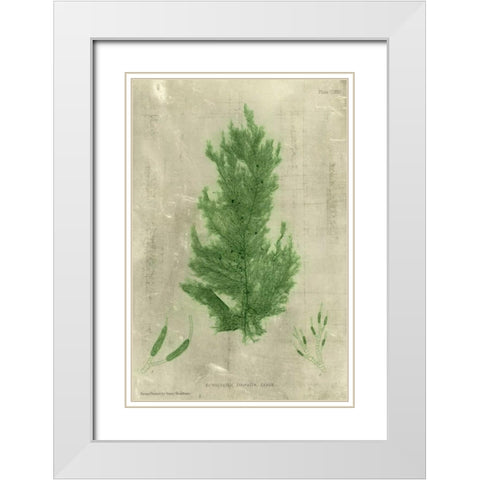 Emerald Seaweed I White Modern Wood Framed Art Print with Double Matting by Unknown