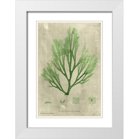 Emerald Seaweed II White Modern Wood Framed Art Print with Double Matting by Unknown