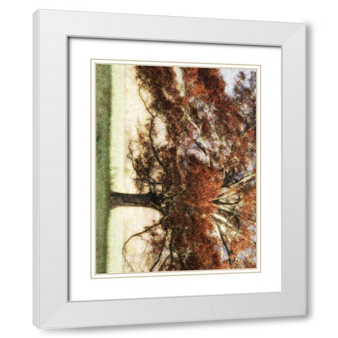Sunbathed Oak I White Modern Wood Framed Art Print with Double Matting by Head, Danny