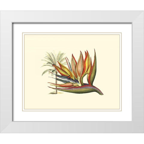 Bird of Paradise I White Modern Wood Framed Art Print with Double Matting by Edwards, Sydenham
