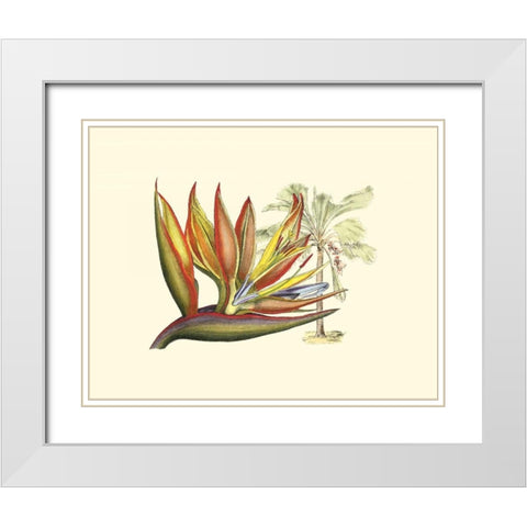 Bird of Paradise II White Modern Wood Framed Art Print with Double Matting by Edwards, Sydenham