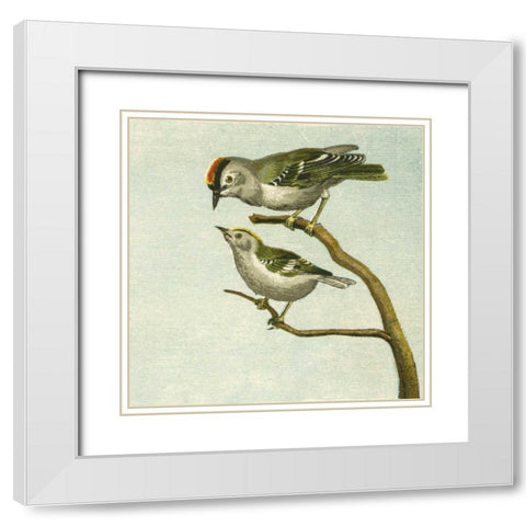 Mini Vintage Birds II White Modern Wood Framed Art Print with Double Matting by Unknown