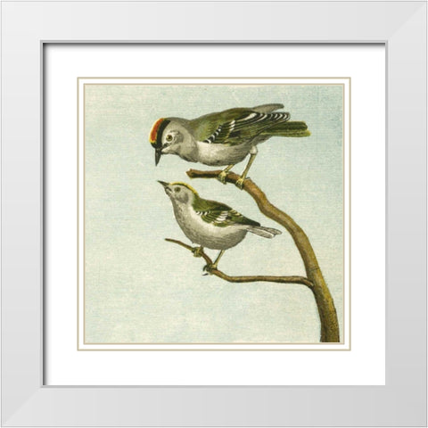 Mini Vintage Birds II White Modern Wood Framed Art Print with Double Matting by Unknown
