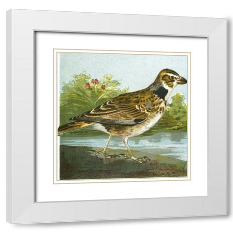 Mini Vintage Birds III White Modern Wood Framed Art Print with Double Matting by Unknown