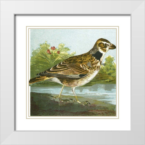 Mini Vintage Birds III White Modern Wood Framed Art Print with Double Matting by Unknown