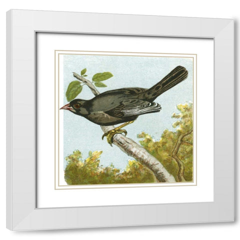 Mini Vintage Birds IV White Modern Wood Framed Art Print with Double Matting by Unknown