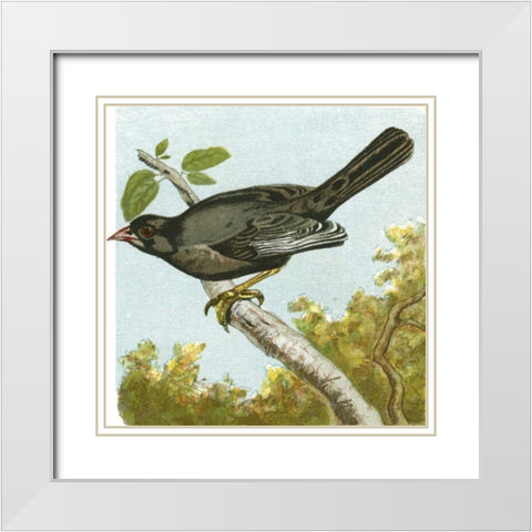 Mini Vintage Birds IV White Modern Wood Framed Art Print with Double Matting by Unknown