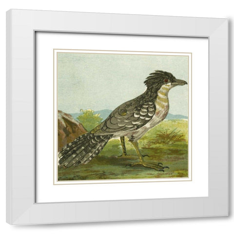 Mini Vintage Birds V White Modern Wood Framed Art Print with Double Matting by Unknown