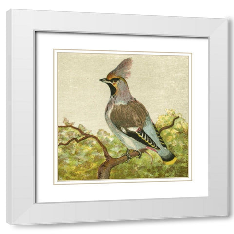 Mini Vintage Birds VIII White Modern Wood Framed Art Print with Double Matting by Unknown