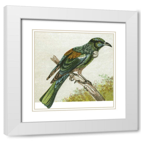 Mini Vintage Birds IX White Modern Wood Framed Art Print with Double Matting by Unknown
