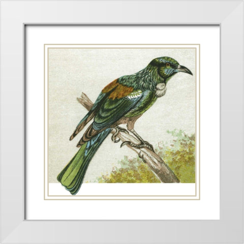 Mini Vintage Birds IX White Modern Wood Framed Art Print with Double Matting by Unknown