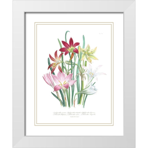 Lily Garden I White Modern Wood Framed Art Print with Double Matting by Loudon, Jane