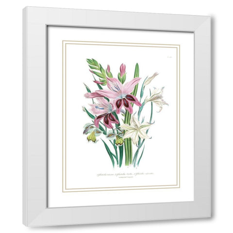 Lily Garden II White Modern Wood Framed Art Print with Double Matting by Loudon, Jane