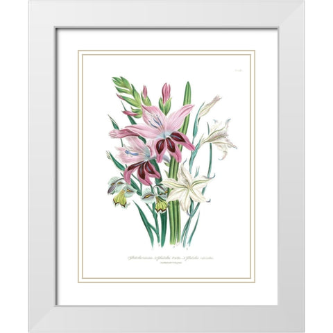 Lily Garden II White Modern Wood Framed Art Print with Double Matting by Loudon, Jane