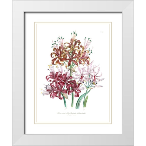 Lily Garden III White Modern Wood Framed Art Print with Double Matting by Loudon, Jane