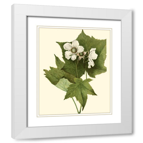 Delicate Foliage I White Modern Wood Framed Art Print with Double Matting by Unknown