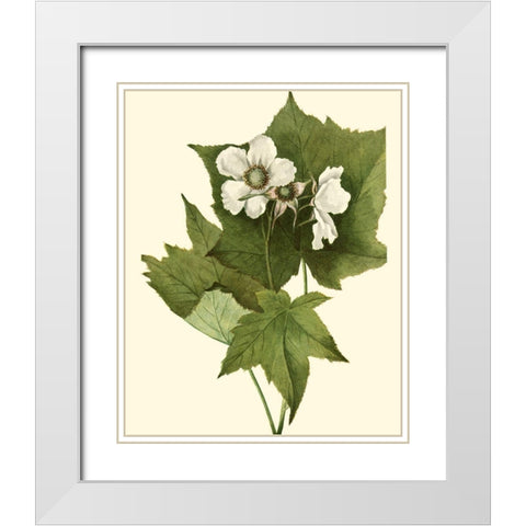 Delicate Foliage I White Modern Wood Framed Art Print with Double Matting by Unknown