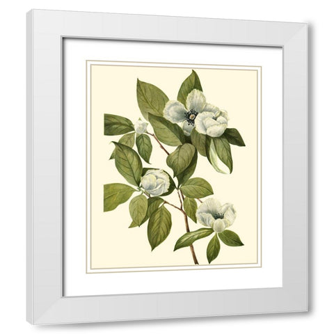 Delicate Foliage II White Modern Wood Framed Art Print with Double Matting by Unknown