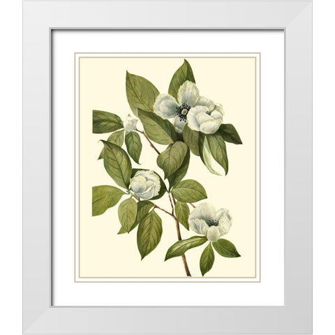 Delicate Foliage II White Modern Wood Framed Art Print with Double Matting by Unknown