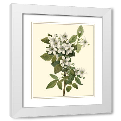 Delicate Foliage III White Modern Wood Framed Art Print with Double Matting by Unknown