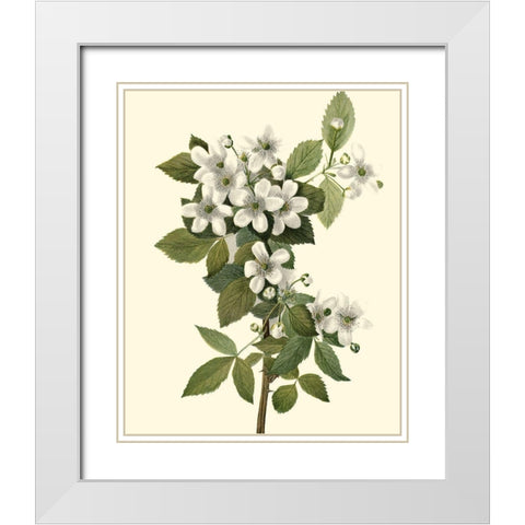Delicate Foliage III White Modern Wood Framed Art Print with Double Matting by Unknown
